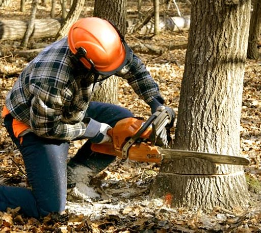 Tree Removal in Freeman, VA